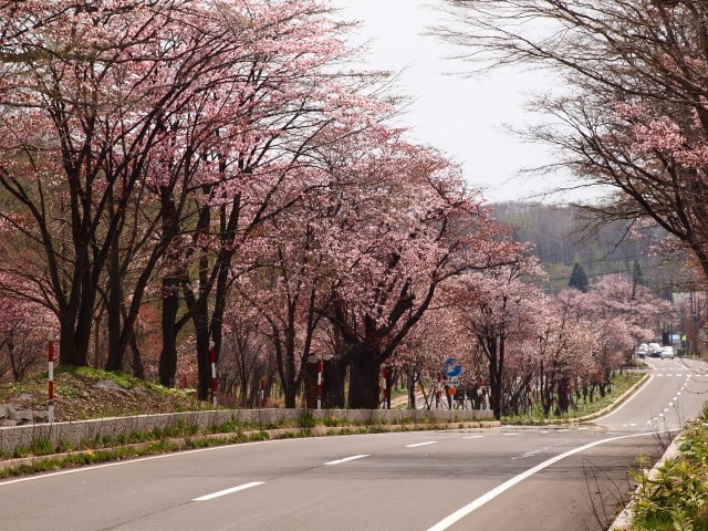 桜 見ごろ 登別温泉 桜のトンネル 北海道 の観光イベント情報 ゆこゆこ