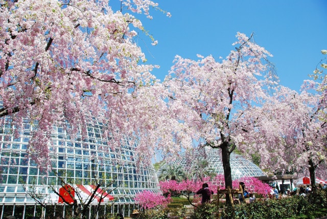 桜 見ごろ 東谷山フルーツパーク 中止となりました 愛知県 の観光イベント情報 ゆこゆこ