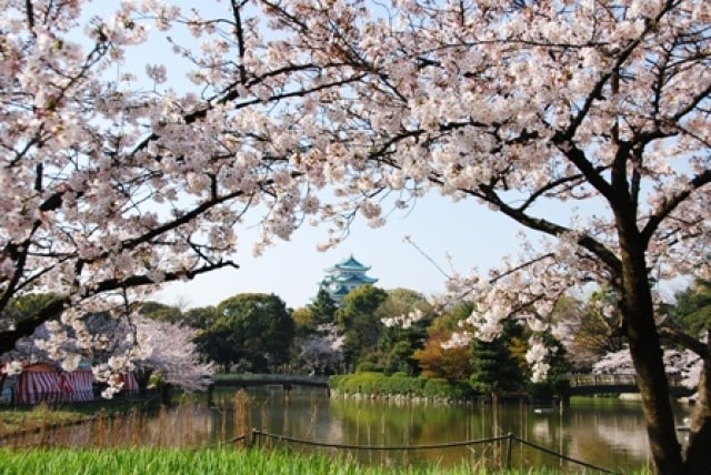 桜 見ごろ 名城公園 愛知県 の観光イベント情報 ゆこゆこ