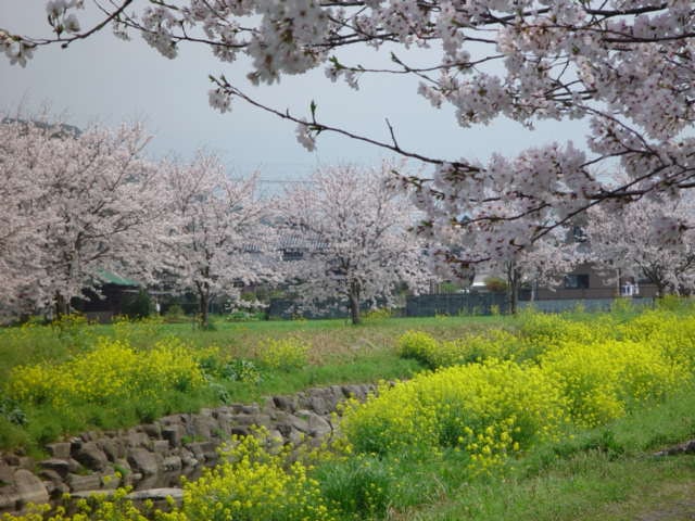 桜 見ごろ 草場川の桜並木 福岡県 の観光イベント情報 ゆこゆこ