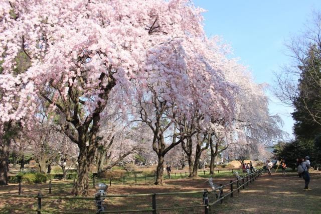 桜 見ごろ 敷島公園 群馬県 の観光イベント情報 ゆこゆこ