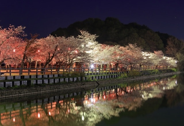 桜 見ごろ 香川県立亀鶴公園 香川県 の観光イベント情報 ゆこゆこ