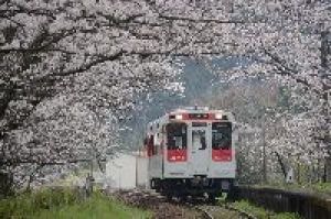 桜 見ごろ 浦ノ崎駅の桜並木 佐賀県 の観光イベント情報 ゆこゆこ