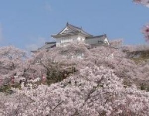 桜 見ごろ 津山城 鶴山公園 岡山県 の観光イベント情報 ゆこゆこ