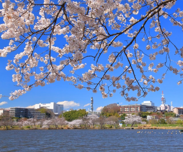 桜 見ごろ 千波湖 茨城県 の観光イベント情報 ゆこゆこ