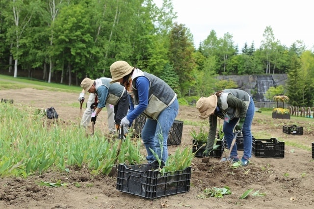チューリップ掘り取り体験 中止となりました 北海道 の観光イベント情報 ゆこゆこ
