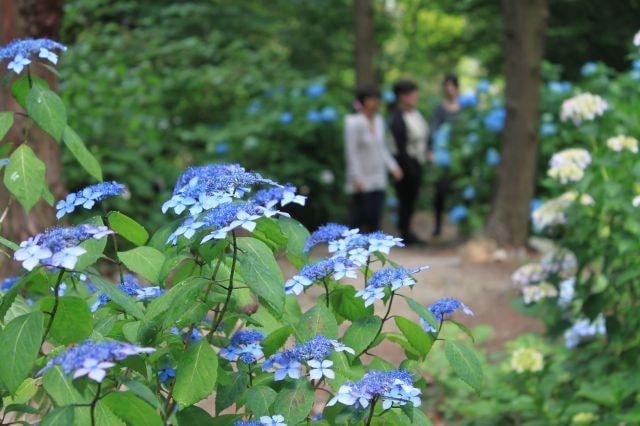 植物レッスン アジサイの育て方 大阪府 の観光イベント情報 ゆこゆこ