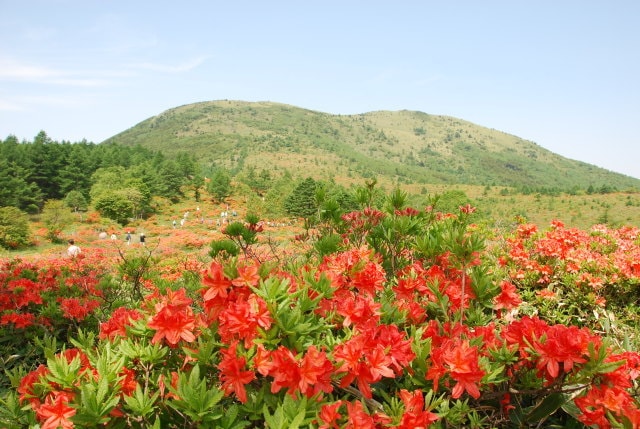 花 見ごろ 湯の丸高原 レンゲツツジ 長野県 の観光イベント情報 ゆこゆこ