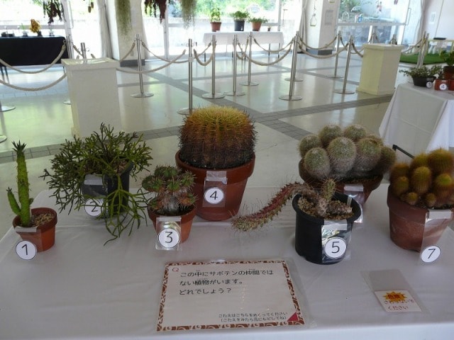 不思議植物展 大阪府 の観光イベント情報 ゆこゆこ