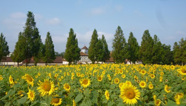 花 見ごろ 滋賀農業公園ブルーメの丘 ひまわりフェスタ 滋賀県 の観光イベント情報 ゆこゆこ