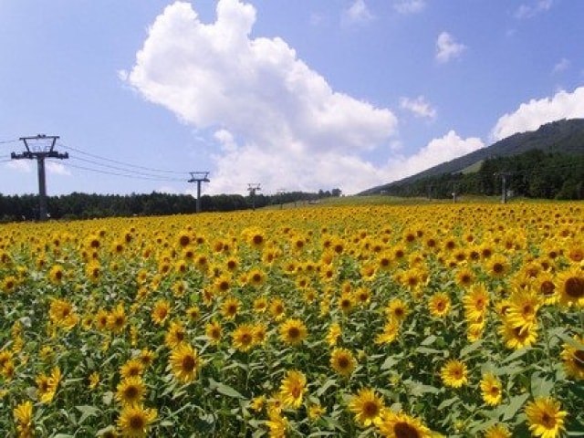 アルコピアひまわり園 中止となりました 岐阜県 の観光イベント情報 ゆこゆこ