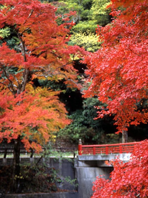 紅葉 見ごろ 天神峡 岡山県 の観光イベント情報 ゆこゆこ