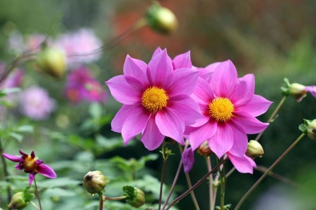 植物レッスン チランジアと多肉植物のリース 大阪府 の観光イベント情報 ゆこゆこ