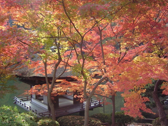 紅葉 見ごろ 紅葉渓庭園 和歌山県 の観光イベント情報 ゆこゆこ