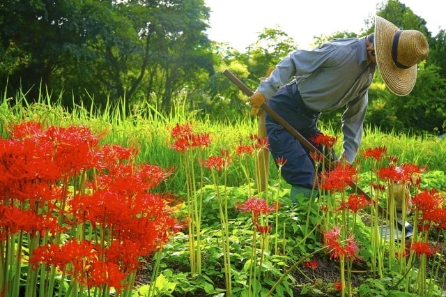彼岸花祭り 中止となりました 奈良県 の観光イベント情報 ゆこゆこ
