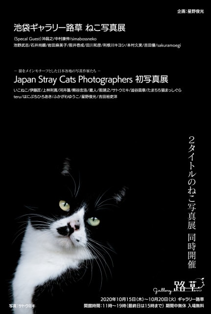 池袋ギャラリー路草ねこ写真展 東京都 の観光イベント情報 ゆこゆこ