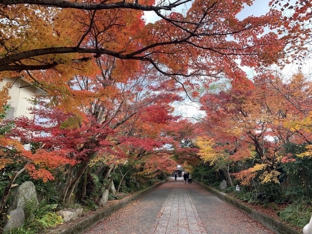 紅葉 見ごろ 龍福寺 山口県 の観光イベント情報 ゆこゆこ