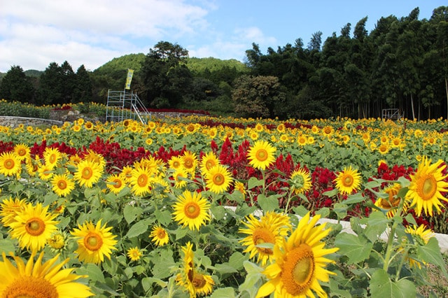 越谷しらこばと水上公園 フリーマーケット 11月 埼玉県 の観光イベント情報 ゆこゆこ