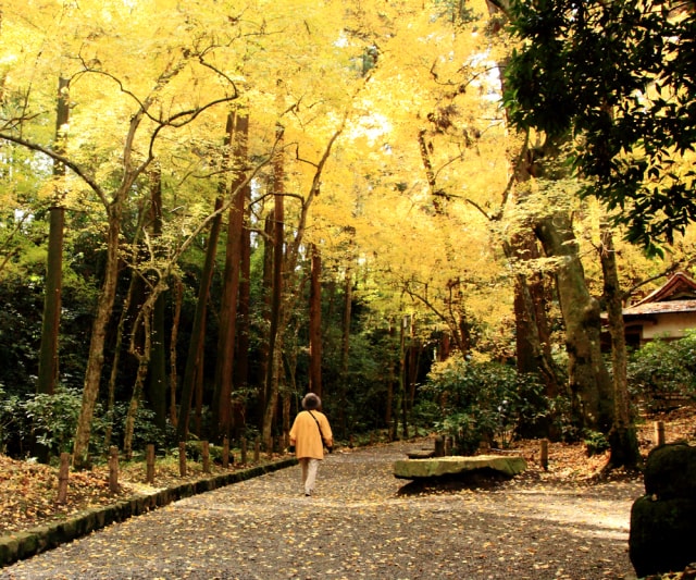 第21回 成田山公園紅葉まつり 千葉県 の観光イベント情報 ゆこゆこ