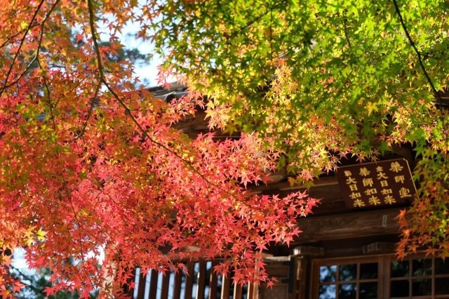 紅葉 見ごろ 白峯寺 香川県 の観光イベント情報 ゆこゆこ