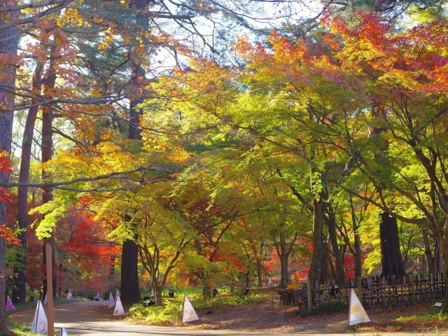 紅葉 見ごろ 国営武蔵丘陵森林公園 カエデ園 埼玉県 の観光イベント情報 ゆこゆこ