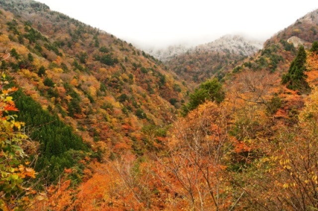 紅葉 見ごろ 高野龍神スカイライン 和歌山県 の観光イベント情報 ゆこゆこ