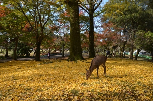 紅葉 見ごろ 奈良公園 奈良県 の観光イベント情報 ゆこゆこ