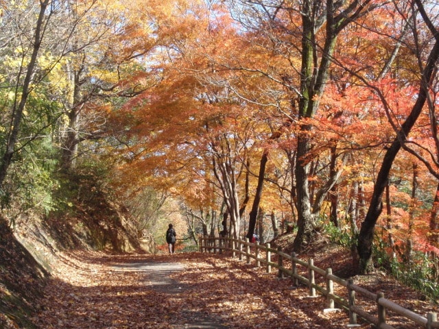 紅葉 見ごろ むろいけ園地 大阪府 の観光イベント情報 ゆこゆこ