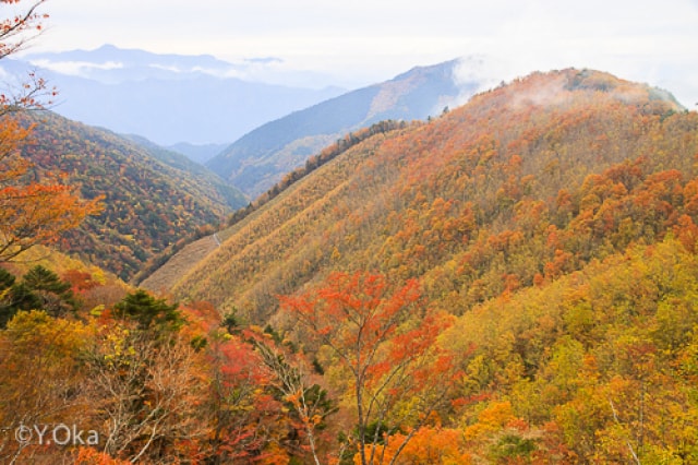 紅葉 見ごろ 十津川村の紅葉ライン林道川津今西線 奈良県 の観光イベント情報 ゆこゆこ