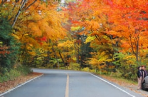 紅葉 見ごろ 日塩もみじライン 栃木県 の観光イベント情報 ゆこゆこ