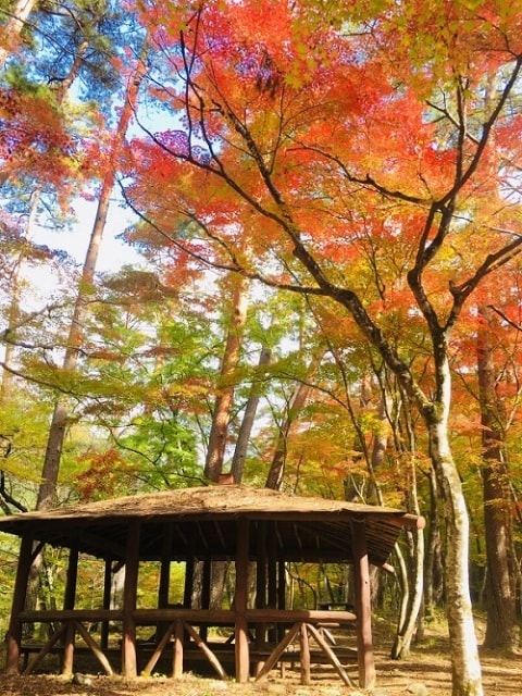 紅葉 見ごろ 天鼓林 山梨県 の観光イベント情報 ゆこゆこ