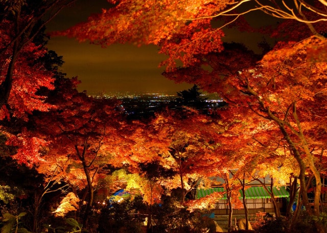 筑波山ケーブルカー ナイトクルージング もみじライトアップ 茨城県 の観光イベント情報 ゆこゆこ