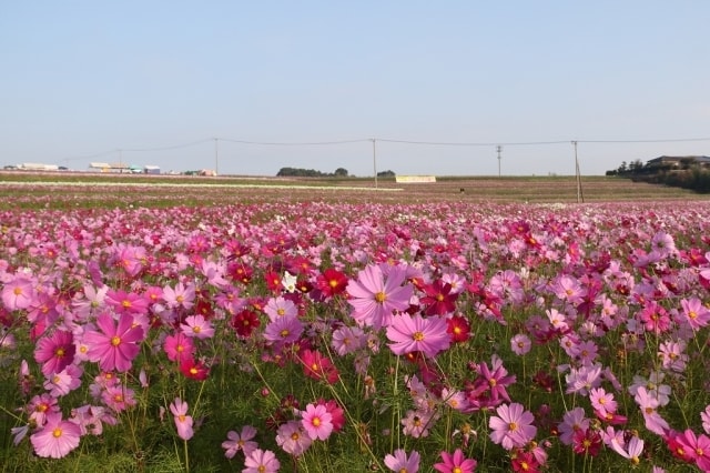 三光コスモス祭り 中止となりました 大分県 の観光イベント情報 ゆこゆこ