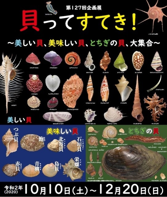 貝分類体系 – 貝の仲間 図鑑 – TJTO