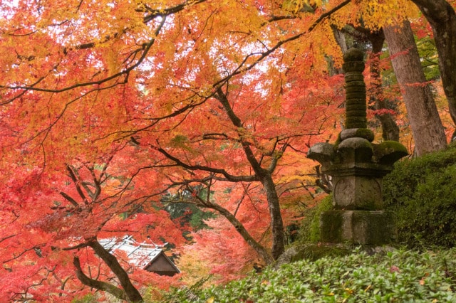 大興善寺紅葉シーズン 佐賀県 の観光イベント情報 ゆこゆこ