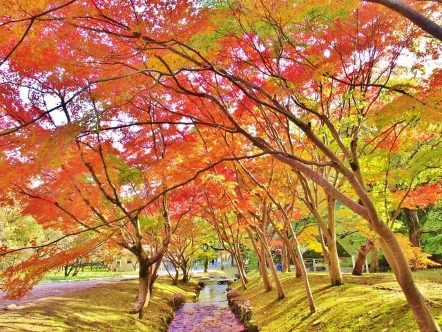 万博記念公園紅葉まつり 大阪府 の観光イベント情報 ゆこゆこ
