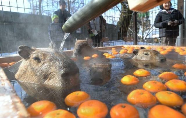 須坂市動物園 カピバラ温泉 華の湯 長野県 の観光イベント情報 ゆこゆこ