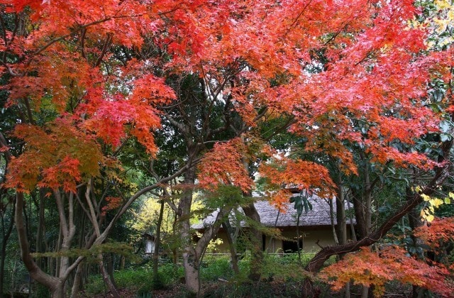 紅葉 見ごろ 四国村 香川県 の観光イベント情報 ゆこゆこ