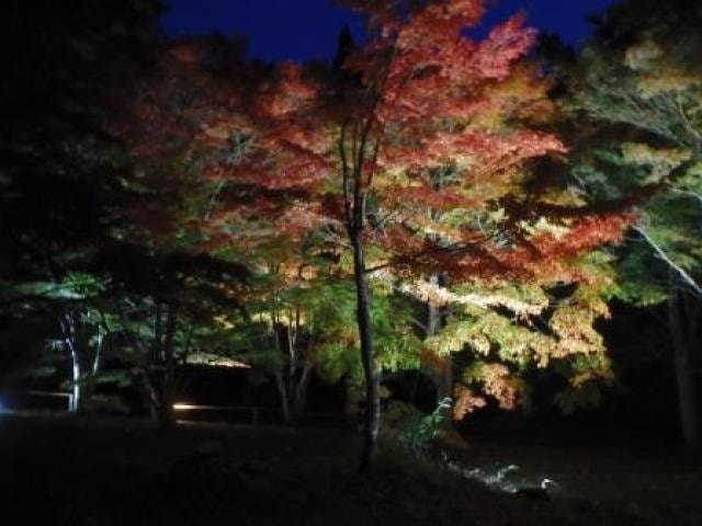 紅葉 見ごろ 市民の森不習岳 青森県 の観光イベント情報 ゆこゆこ