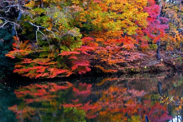 紅葉 見ごろ 震生湖 神奈川県 の観光イベント情報 ゆこゆこ