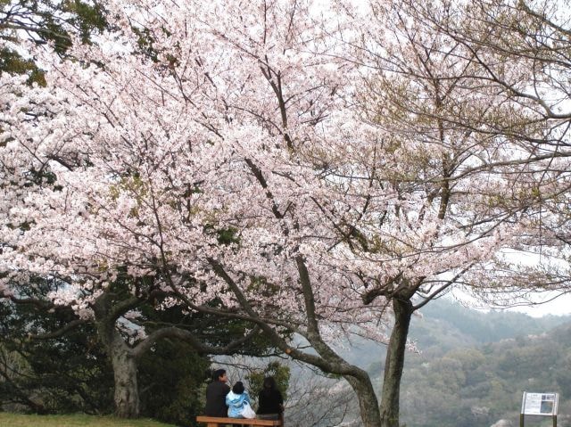 桜 見ごろ 浜田城山公園 島根県 の観光イベント情報 ゆこゆこ