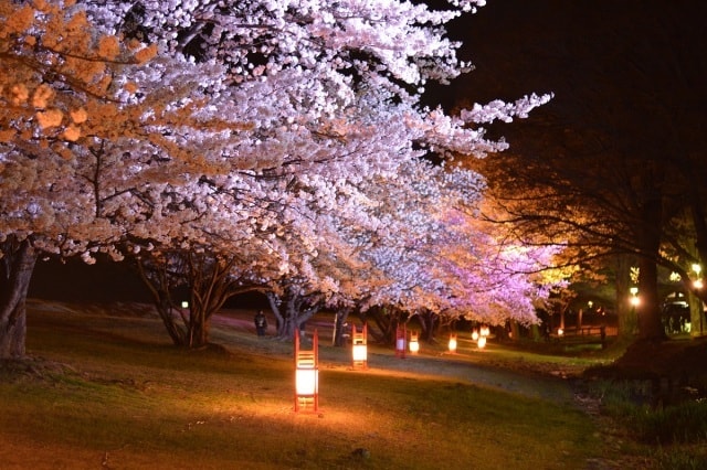 桜 見ごろ 信玄堤公園 山梨県 の観光イベント情報 ゆこゆこ