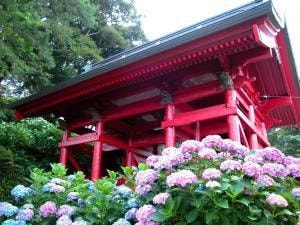 あじさい 見ごろ 日運寺 千葉県 の観光イベント情報 ゆこゆこ