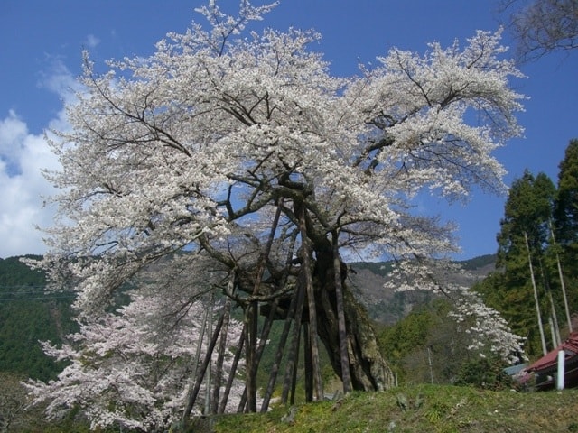 桜 見ごろ 本郷の千年ザクラ 山梨県 の観光イベント情報 ゆこゆこ