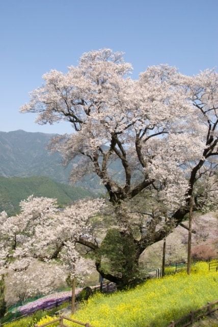 桜 見ごろ ひょうたん桜 高知県 の観光イベント情報 ゆこゆこ