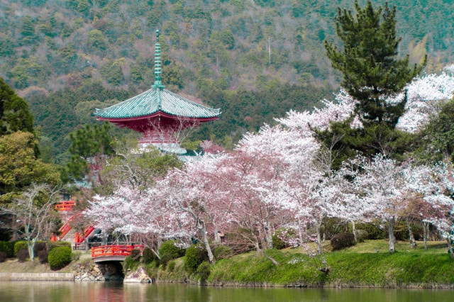 桜 見ごろ 旧嵯峨御所 大本山大覚寺 京都府 の観光イベント情報 ゆこゆこ