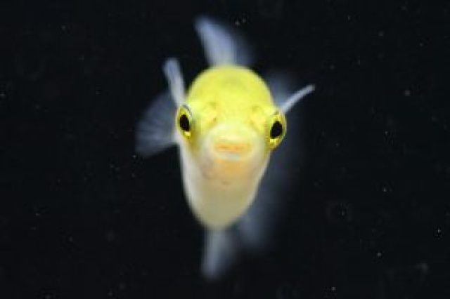 企画展 君はどんな色が好き カラフルな生き物展 山梨県 の観光イベント情報 ゆこゆこ