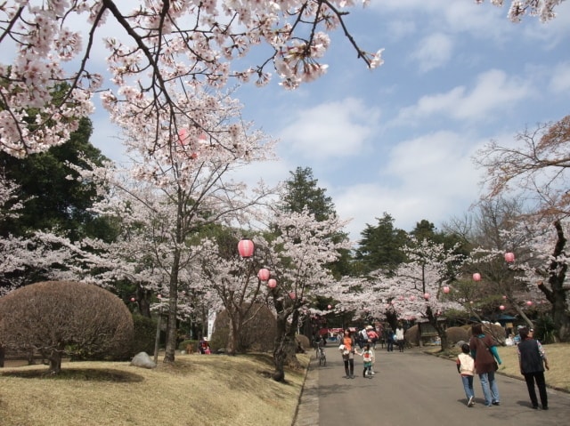 桜 見ごろ 小山市 城山公園 栃木県 の観光イベント情報 ゆこゆこ