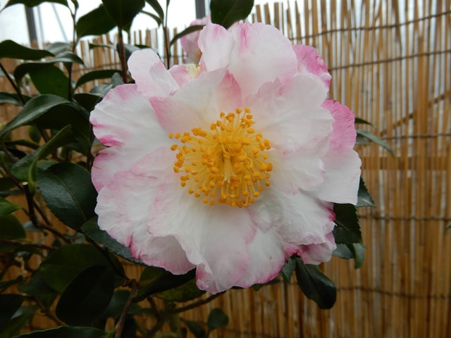 くらしの植物苑特別企画 冬の華 サザンカ 千葉県 の観光イベント情報 ゆこゆこ