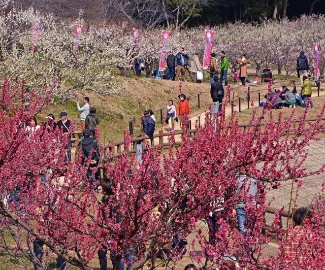 第30回 佐布里池梅まつり 知多のイベント